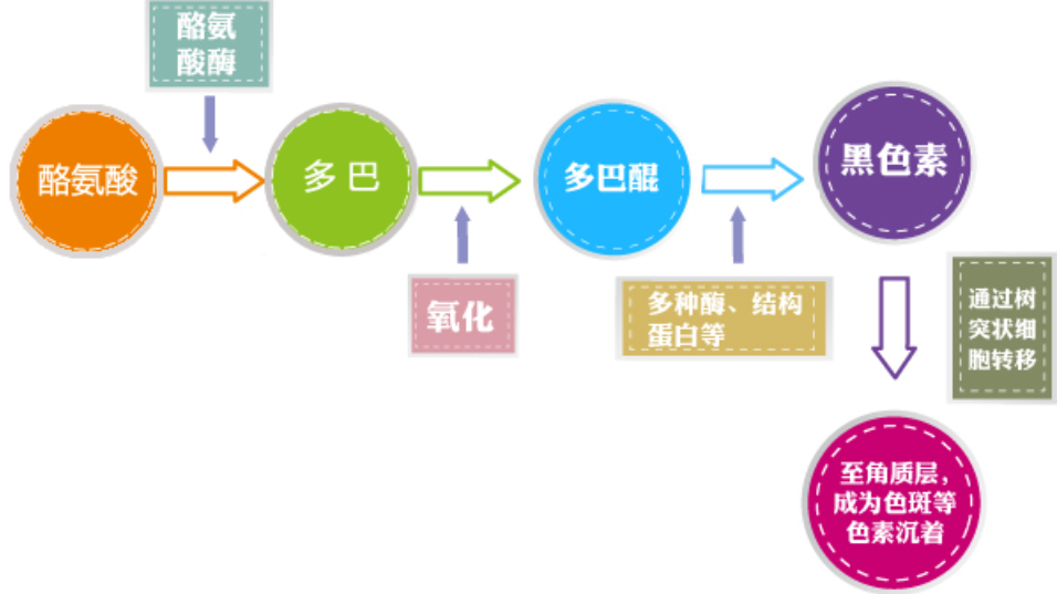 外阴白斑患者在康复过程中吃哪些食物好的快?