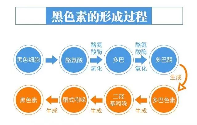 外阴皮肤发白应该如何补充黑色素？